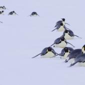 Emperor penguin. Adults tobogganning. Gould Bay, Weddell Sea, November 2014. Image &copy; Colin Miskelly by Colin Miskelly