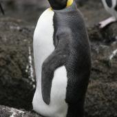 King penguin. Subadult at start of moult. Antipodes Island, January 2010. Image &copy; David Boyle by David Boyle