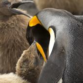 King penguin. Adult feeding chick. St Andrew Bay, South Georgia, January 2016. Image &copy; Rebecca Bowater  by Rebecca Bowater FPSNZ AFIAP www.floraandfauna.co.nz