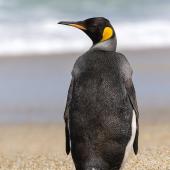 King penguin | Tokoraki. Adult standing showing dorsal view. Toetoes Bay, November 2022. Image &copy; Glenda Rees by Glenda Rees by Glenda Rees https://www.facebook.com/NZBAONPhttps://www.flickr.com/photos/nzsamphotofanatic/