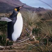 King penguin | Tokoraki. Adult. Camp Cove, Campbell Island, October 1963. Image &copy; Department of Conservation ( image ref: 10047297 ) by Department of Conservation. Courtesy of Department of Conservation