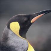 King penguin. Adult. Macquarie Island, January 2006. Image &copy; Department of Conservation ( image ref:10062297 ) by Sam O'Leary. Courtesy of Department of Conservation &nbsp;