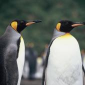King penguin. Adults. Macquarie Island, January 2006. Image &copy; Department of Conservation ( image ref: 10062298 ) by Sam O'Leary. Courtesy of Department of Conservation