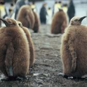 King penguin. Chicks. Macquarie Island, January 2006. Image &copy; Department of Conservation ( image ref: 10062300 ) by Sam O'Leary. Courtesy of Department of Conservation