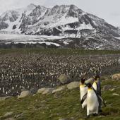 King penguin. Thousands of adults and chicks in a large colony. St Andrew Bay, South Georgia, January 2016. Image &copy; Rebecca Bowater  by Rebecca Bowater FPSNZ AFIAP www.floraandfauna.co.nz