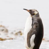 King penguin | Tokoraki. Immature. Port Ross, Auckland Islands, January 2010. Image &copy; John Woods by John Woods