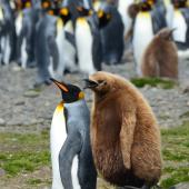 King penguin. Adult followed by one year old chick. Fortuna Bay, South Georgia, December 2015. Image &copy; Cyril Vathelet by Cyril Vathelet