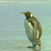 King penguin. Adult in moult. Barrytown, February 2005. Image &copy; Alan Shaw by Alan Shaw