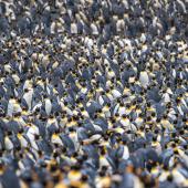 King penguin | Tokoraki. Breeding colony. Sandy Bay, Macquarie Island, January 2018. Image &copy; Mark Lethlean by Mark Lethlean