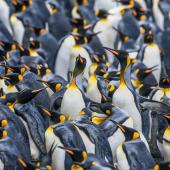 King penguin | Tokoraki. Breeding colony. Sandy Bay, Macquarie Island, January 2018. Image &copy; Mark Lethlean by Mark Lethlean