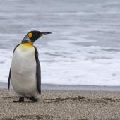 King penguin | Tokoraki. Adult on beach pre-moult. Fortrose, November 2022. Image &copy; Oscar Thomas by Oscar Thomas oscarthomas.nz
