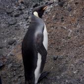 King penguin. Immature. Possession Island, Crozet Islands, December 2015. Image &copy; Colin Miskelly by Colin Miskelly