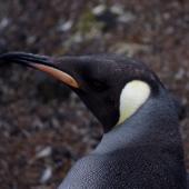 King penguin | Tokoraki. Immature. Possession Island, Crozet Islands, December 2015. Image &copy; Colin Miskelly by Colin Miskelly