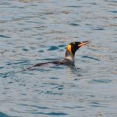 King penguin. Adult swimming. Fortuna Bay, South Georgia, December 2015. Image &copy; Cyril Vathelet by Cyril Vathelet