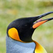 King penguin. Close side view of the head, open bill showing its tongue. Fortuna Bay, South Georgia, December 2015. Image &copy; Cyril Vathelet by Cyril Vathelet