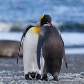 King penguin. Pair preening. Macquarie Island, November 2011. Image &copy; Sonja Ross by Sonja Ross