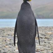 King penguin. Melanistic adult. Despite the difference in colouring, this striking bird interacted normally with its neighbours.. Fortuna Bay, South Georgia Island, March 2016. Image &copy; Gordon Petersen by Gordon Petersen © Gordon Petersen, petersenphoto.com