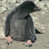Adelie penguin. Chick. Hop Island, Prydz Bay, Antarctica, January 1990. Image &copy; Colin Miskelly by Colin Miskelly