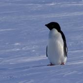 Adelie penguin. Adult. Gould Bay, Weddell Sea, December 2014. Image &copy; Colin Miskelly by Colin Miskelly