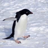 Adelie penguin. Adult. Gould Bay, Weddell Sea, November 2014. Image &copy; Colin Miskelly by Colin Miskelly