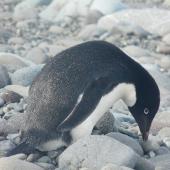 Adelie penguin. Adult. King George Island, South Shetland Islands, December 2008. Image &copy; Alan Tennyson by Alan Tennyson