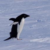 Adelie penguin. Adult. Gould Bay, Weddell Sea, December 2014. Image &copy; Colin Miskelly by Colin Miskelly
