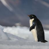 Adelie penguin. Adult. Cape Bird, Ross Island, Antarctica, January 2018. Image &copy; Mark Lethlean by Mark Lethlean