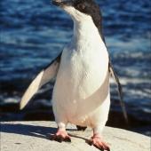 Adelie penguin. Fledgling. Hop Island, Prydz Bay, Antarctica, February 1990. Image &copy; Colin Miskelly by Colin Miskelly
