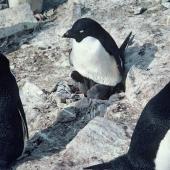 Adelie penguin. Adult brooding young chicks. Cape Denniston, Antarctica, December 1981. Image &copy; Department of Conservation ( image ref: 10029649 ) by Brian Ahern. Courtesy of Department of Conservation