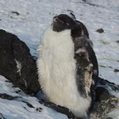 Adelie penguin. Moulting pre-breeder. Cape Royds, Ross Sea, Antarctica, February 2016. Image &copy; Ian Armitage by Ian Armitage