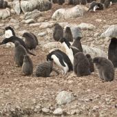 Adelie penguin. Colony with adults and chicks. Paulet Island, Antarctic Peninsula, January 2016. Image &copy; Rebecca Bowater  by Rebecca Bowater FPSNZ AFIAP www.floraandfauna.co.nz