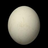 Adelie penguin. Egg 68.1 x 57.1 mm (NMNZ OR.011272, collected by Frederich-Carl Kinsky). Cape Hallett, Ross Sea, Antarctica, November 1963. Image &copy; Te Papa by Jean-Claude Stahl