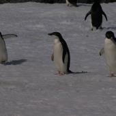 Adelie penguin. One-year-old with adults. Hope Bay, Antarctic Peninsula, January 2009. Image &copy; Colin Miskelly by Colin Miskelly