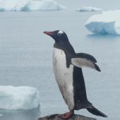 Gentoo penguin. Adult. Paradise Bay, Antarctic Peninsula, December 2008. Image &copy; Alan Tennyson by Alan Tennyson