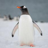 Gentoo penguin. Adult. Cuverville Island, Antarctic Peninsula, November 2019. Image &copy; Mark Lethlean by Mark Lethlean