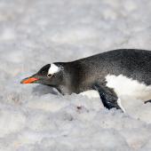 Gentoo penguin. Adult tobogganing. South Shetland Islands, Antarctica, November 2019. Image &copy; Mark Lethlean by Mark Lethlean