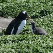 Gentoo penguin. Adult and chick. Macquarie Island, November 2011. Image &copy; Detlef Davies by Detlef Davies