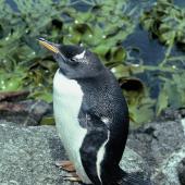 Gentoo penguin. Adult. Boat Harbour, Snares Islands, December 1985. Image &copy; Alan Tennyson by Alan Tennyson