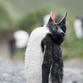 Gentoo penguin. Fledgling yawning. Macquarie Island, December 2015. Image &copy; Edin Whitehead by Edin Whitehead www.edinz.com