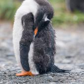 Gentoo penguin. Fledgling sleeping. Macquarie Island, December 2015. Image &copy; Edin Whitehead by Edin Whitehead www.edinz.com