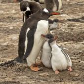 Gentoo penguin. Adult with 2 chicks. Saunders Island, Falkland Islands, January 2016. Image &copy; Rebecca Bowater  by Rebecca Bowater FPSNZ AFIAP www.floraandfauna.co.nz