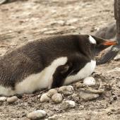 Gentoo penguin. Adult lying on ground. Saunders Island, Falkland Islands, January 2016. Image &copy; Rebecca Bowater  by Rebecca Bowater FPSNZ AFIAP www.floraandfauna.co.nz