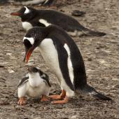 Gentoo penguin. Adult after feeding chick. Saunders Island, Falkland Islands, January 2016. Image &copy; Rebecca Bowater  by Rebecca Bowater FPSNZ AFIAP www.floraandfauna.co.nz