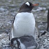 Gentoo penguin. Adult with chick and an egg. Paulet Island, Antarctic Peninsula, January 2016. Image &copy; Rebecca Bowater  by Rebecca Bowater FPSNZ AFIAP www.floraandfauna.co.nz