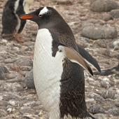Gentoo penguin. Adult . Hardy Cove, South Shetland Islands, January 2016. Image &copy; Rebecca Bowater  by Rebecca Bowater FPSNZ AFIAP www.floraandfauna.co.nz
