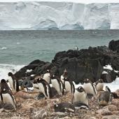 Gentoo penguin. Adults and chicks in breeding colony. Hardy Cove, South Shetland Islands, January 2016. Image &copy; Rebecca Bowater  by Rebecca Bowater FPSNZ AFIAP www.floraandfauna.co.nz