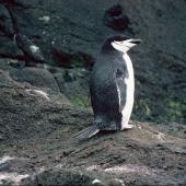 Chinstrap penguin. Adult (first New Zealand record). Antipodes Island, November 1978. Image &copy; Department of Conservation ( image ref: 10028206 ) by John Kendrick. Courtesy of Department of Conservation