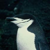 Chinstrap penguin. Adult (first New Zealand record). Antipodes Island, November 1978. Image &copy; Department of Conservation ( image ref: 10028208 ) by John Kendrick. Courtesy of Department of Conservation