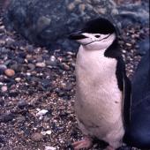 Chinstrap penguin. Adult (first New Zealand mainland record). Near Invercargill, December 1980. Image &copy; Graham Barwell by Charles Barwell