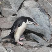 Chinstrap penguin. Adult carrying rock to nest. Half Moon Island, South Shetland Islands, December 2008. Image &copy; Alan Tennyson by Alan Tennyson